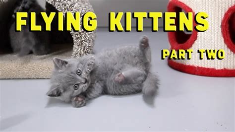 Cute Kittens Flying And Fail Part 2 Slow Motion Video British