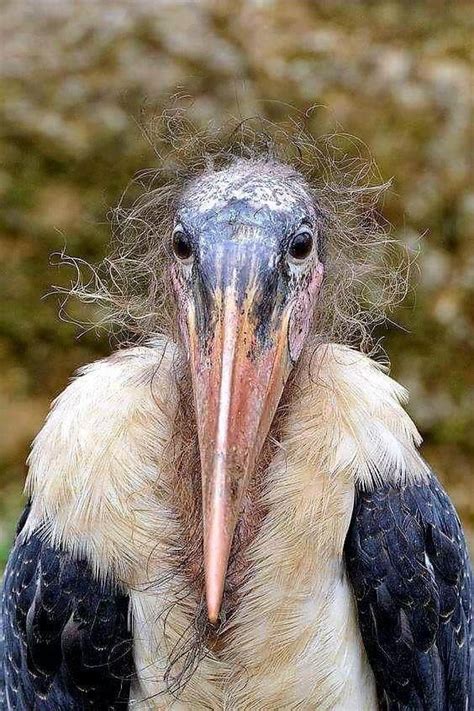 310 Best Ugly Birds Images On Pinterest Crows Ravens Ravens And Animales