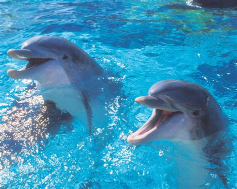 Cute Dolphins Dolphins Photo 6939944 Fanpop