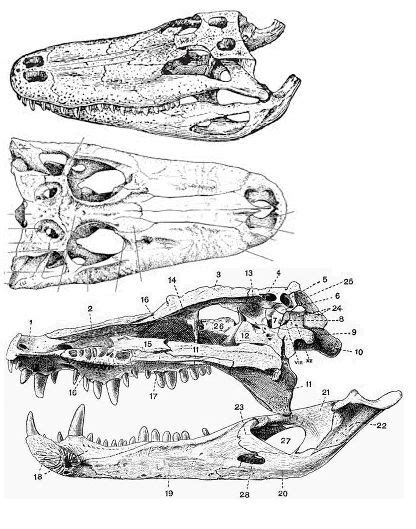 Alligator Skull Anatomical Drawing Unlabeled Drawings Humanoid