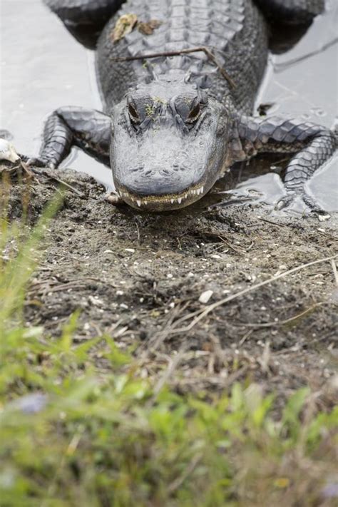 Adult Alligator In A Swamp At Orlando Wetlands Park Stock Image Image
