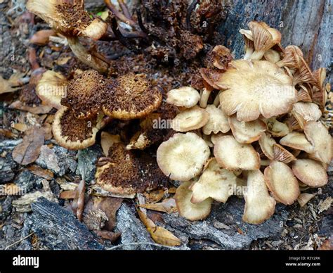 Ringless Honey Mushroom Armillaria Tabescens Terrestrial Ground