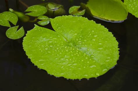 Lotus Leaf Floating On The Water Stock Photos Image 32805013