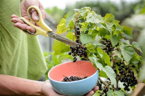 How To Grow Blackcurrants Bbc Gardeners World Magazine