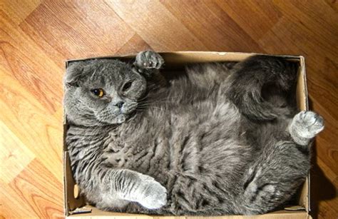 If the subscription box is for an owner of multiple cats, before you decide on a more. 15 Cats Who Refuse To Accept That Their Boxes Are Too Small