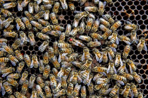 Refrigerated Queen Banks Could Help Save Honeybees Bloomberg