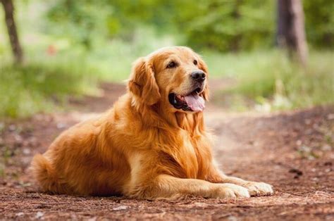 Top 10 Dog Breeds That Shed The Most Petguide