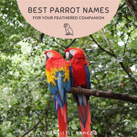 210 Best Parrot Names Cute Funny And Mac Awesome Every Little Name