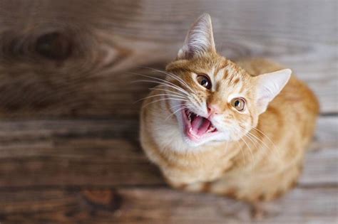 7 Common Cat Vocalizations And What They Mean Cats Com