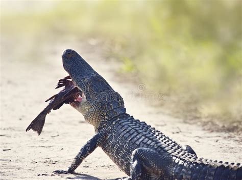 American Alligator Eating Fish On A Trail Stock Image Image Of Catch