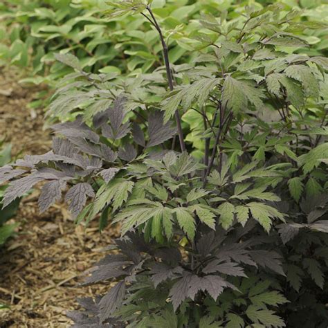 Cimicifuga Chocoholic Buy Snakeroot Black Perennials Online