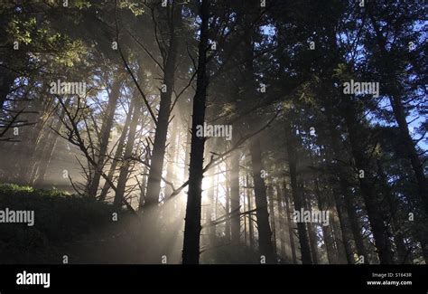 Foggy Sun Rise In Forest Stock Photo Alamy