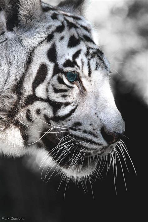 Snapchat Samii1010 Pet Tiger White Tiger Most Beautiful Animals