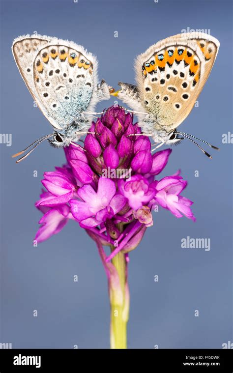 Silver Studded Blue Butterfly Plebejus Argus Pair Mating Resting On