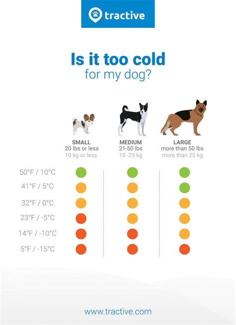 How Cold Is Too Cold For Dogs Find Out Now Tractive Blog