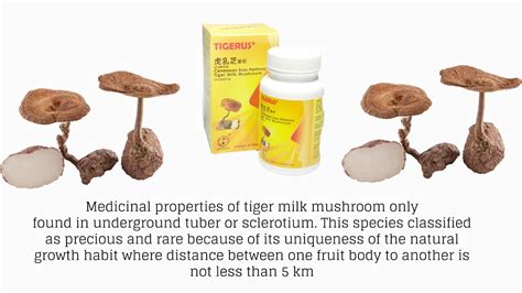 Tiger milk mushroom is used as traditional medicine for more than 400 years to treat diseases such as cough, asthma, bronchitis, joint pain, fever, breast thus it is commonly manufactured into tablets or capsules. TIGER MILK MUSHROOM VS NORMAL PRESCRIPTION (cendawan susu ...