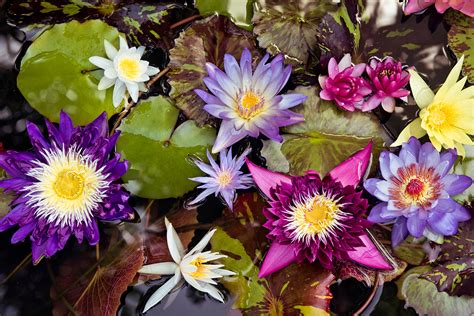 Sending flowers can be a great way to show love, friendship, and appreciation. How to Grow Water Lilies | Better Homes & Gardens