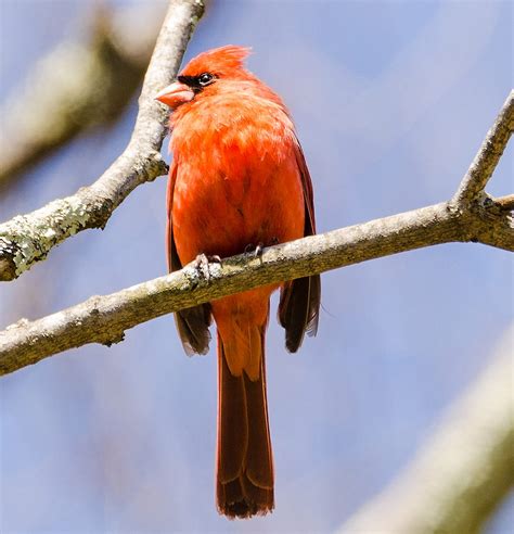 Species Spotlight Northern Cardinal By Mohonk Preserve Medium