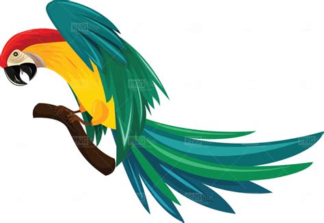 Parrot Illustration Png Free Download Photo 518 Free