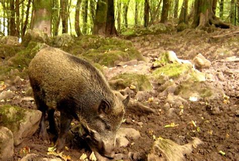 Irish Wild Boars Not An Invasive Species Says Iwt