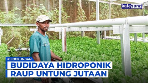 Budidaya Hidroponik Raup Untung Jutaan Kalesang Tv Youtube