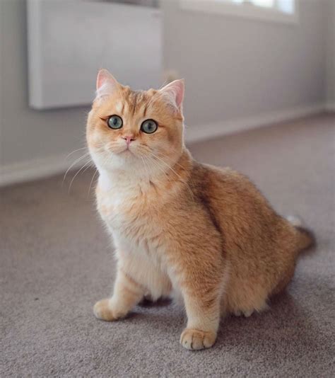 Gold British Shorthair Cat Catlogicbest