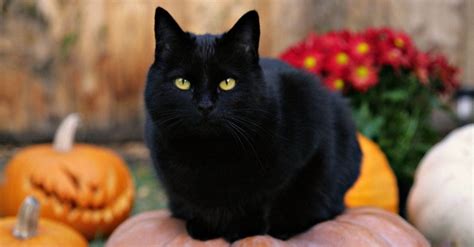 Superstitions Busted Black Cats Daily Sabah