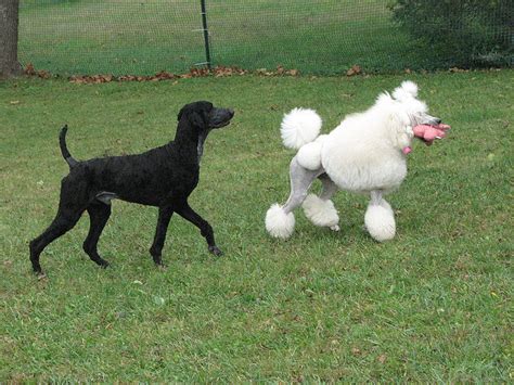 Exercise plays a crucial role in a dog's overall health and. Oodles of Poodles — Shaved poodles! 1 | 2 | 3 | 4 | 5 | 6 | 7 | 8 | 9...