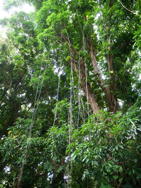 Lush Jungle Like Vegetation Maui Hawaii Stock Image Image Of Maui
