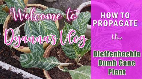 Propagating Dieffenbachia Plant Youtube