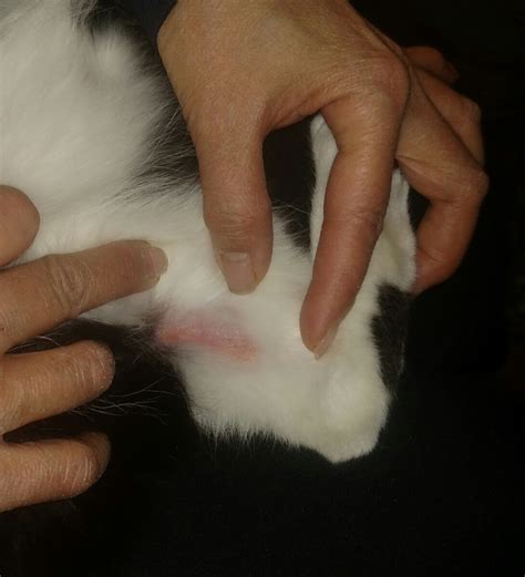 My Cat Has A Bald Spot On The Inner Thigh Of Rear Leg It Is A Little