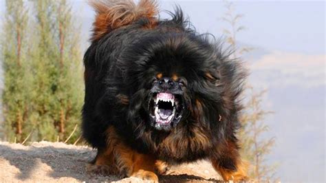 10 Most Dangerous Dog Breeds In The World Nitroreps