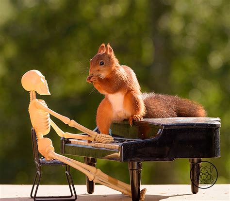 Squirrel On A Piano And A Skeleton Behind It Red Squirrel Flickr