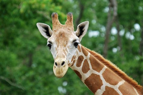 Giraffe Face Photograph By Teresa Blanton
