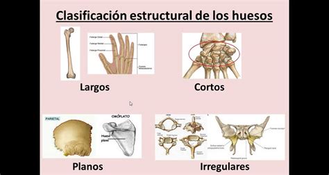 Anatomia Humana Los Huesos Del Cuerpo Humano
