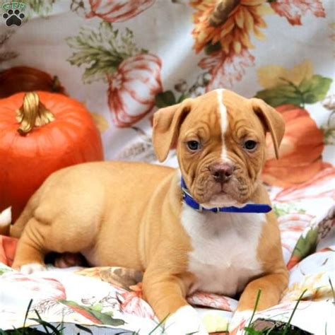 Red American Bulldog Puppy For Sale In Pennsylvania