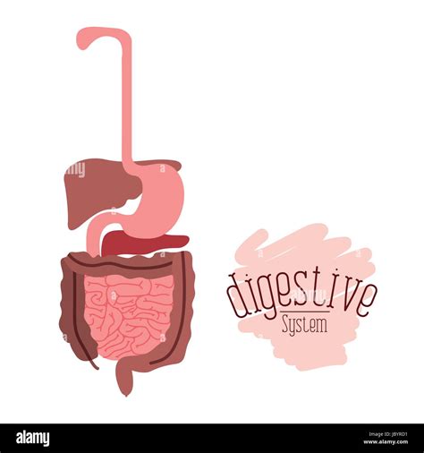 White Background With Colorful Human Digestive System Stock Vector