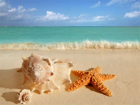 Starfish On Beach Ocean Starfish On Beach 26296
