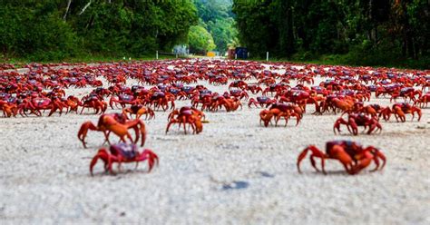 The red crab is a christmas island, australia, original found nowhere else in the world. Best Time to See Red Crab Migration in Christmas Island ...