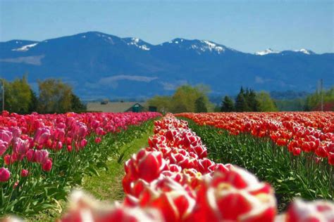 Skagit Valley Tulip Fields Washington Get The Detail Of Skagit