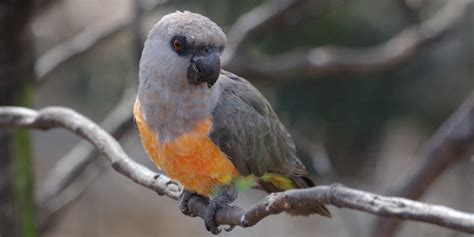 Red Bellied Parrot 101 Size Lifespan Diet Cage Your Parrot Cage