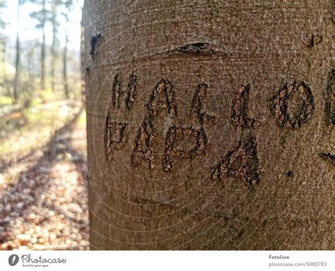Hi Dad Or A Tree With Hello Daddy Carved Into The Bark A