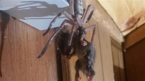 Terrifying Moment Giant Hungry Huntsman Spider Prepares To Devour An Entire Possum World News