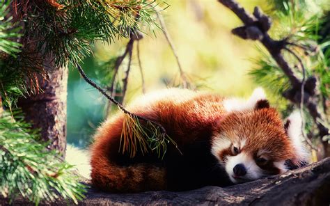 Red Panda Full Hd Wallpaper And Background Image 1920x1200 Id355920