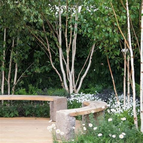 Backyard Garden With Benches And Birch Trees Enchanting Beauty Birch