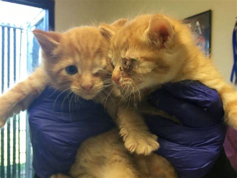 Dog Donates Blood To Kittens To Help Save Them From