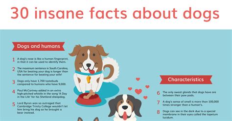 27 Cute Puppy Facts And Information Image 4k Ukbleumoonproductions