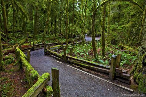 Cathedral Grove In Macmillan Provincial Park Provides Easy Access To