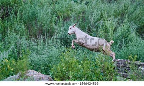 White Goat Forelegs Air Hind Legs Stock Photo 1546434599 Shutterstock
