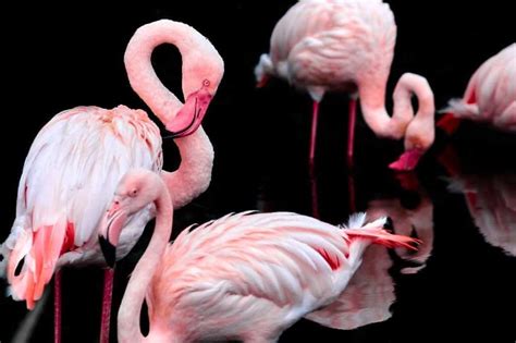 Symbolism Of Flamingos 13 Surprising Meanings Unianimal